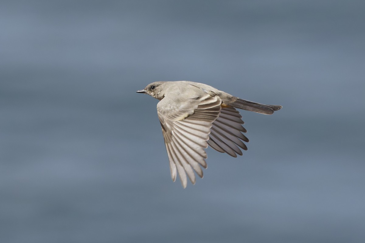 Say's Phoebe - ML642507627