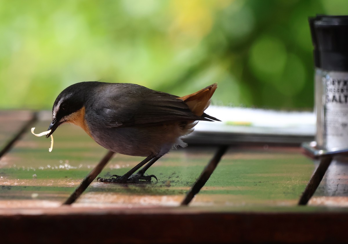Cape Robin-Chat - ML642507628