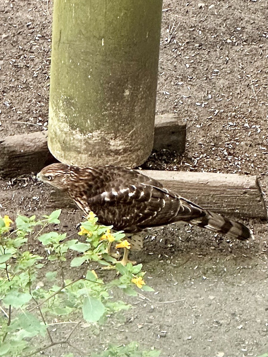 Cooper's Hawk - ML642507630