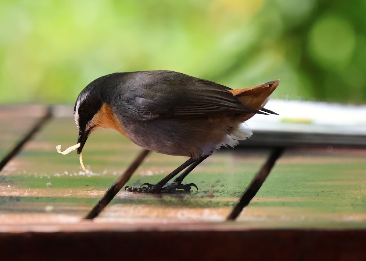 Cape Robin-Chat - ML642507642