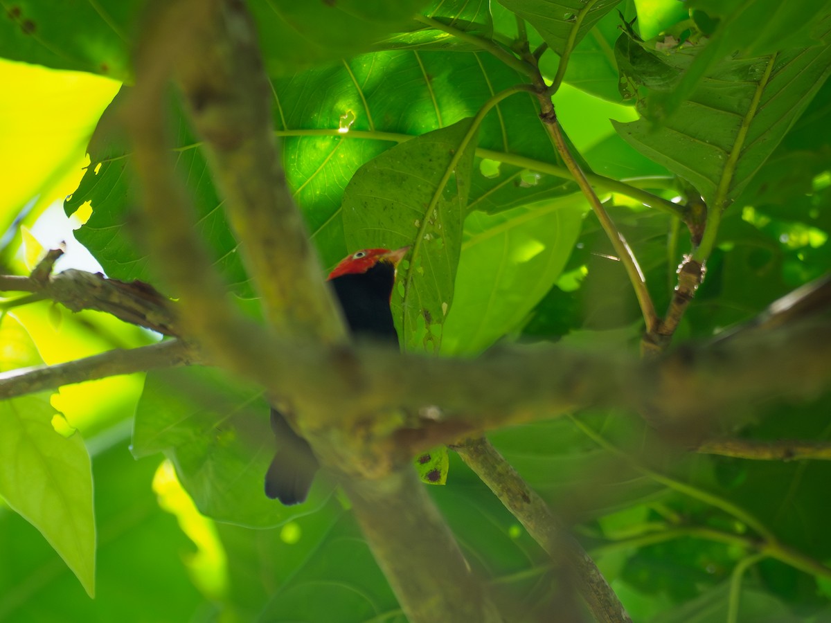 Red-capped Manakin - ML642507661