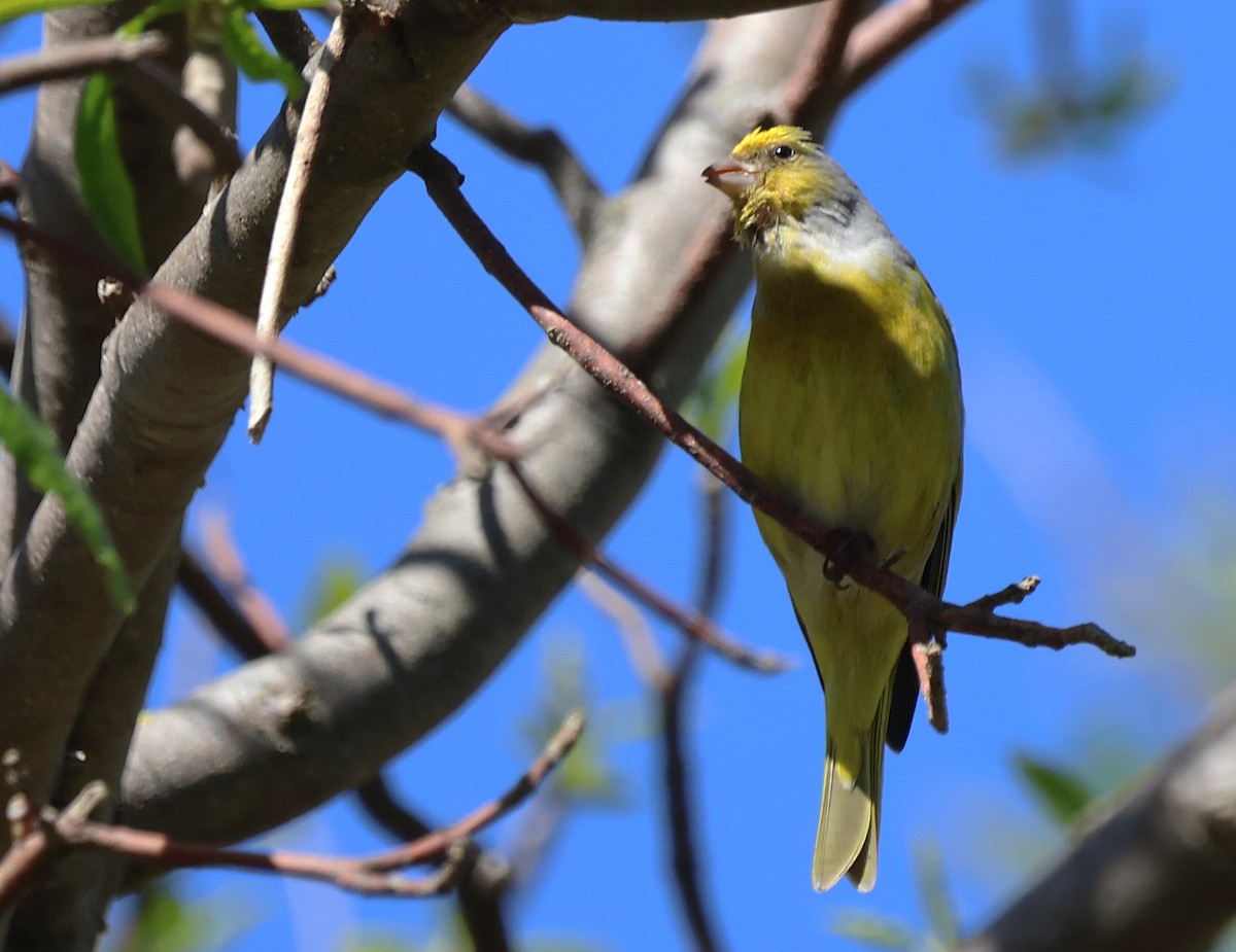 Cape Canary - ML642507662