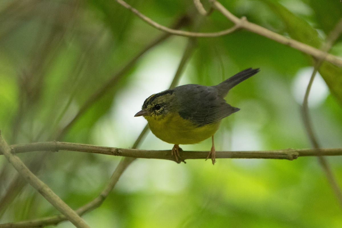 Golden-crowned Warbler - ML642507663