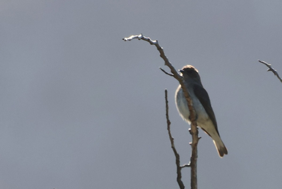 ヒメミツオシエ - ML642507693