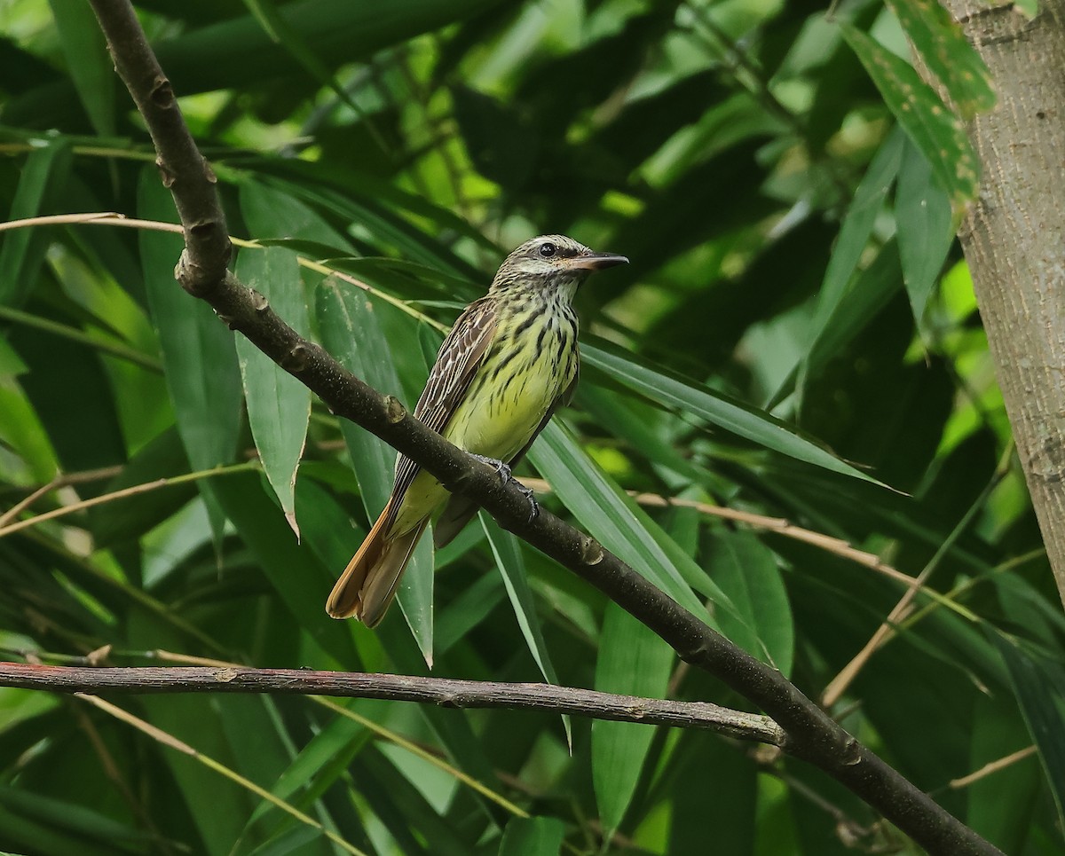 Sulphur-bellied Flycatcher - ML642507707