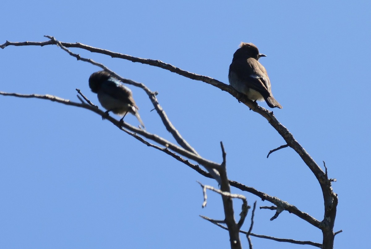 ヒメミツオシエ - ML642507708