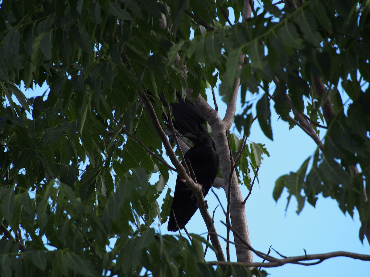 Cuban Crow - Daniel Lebbin