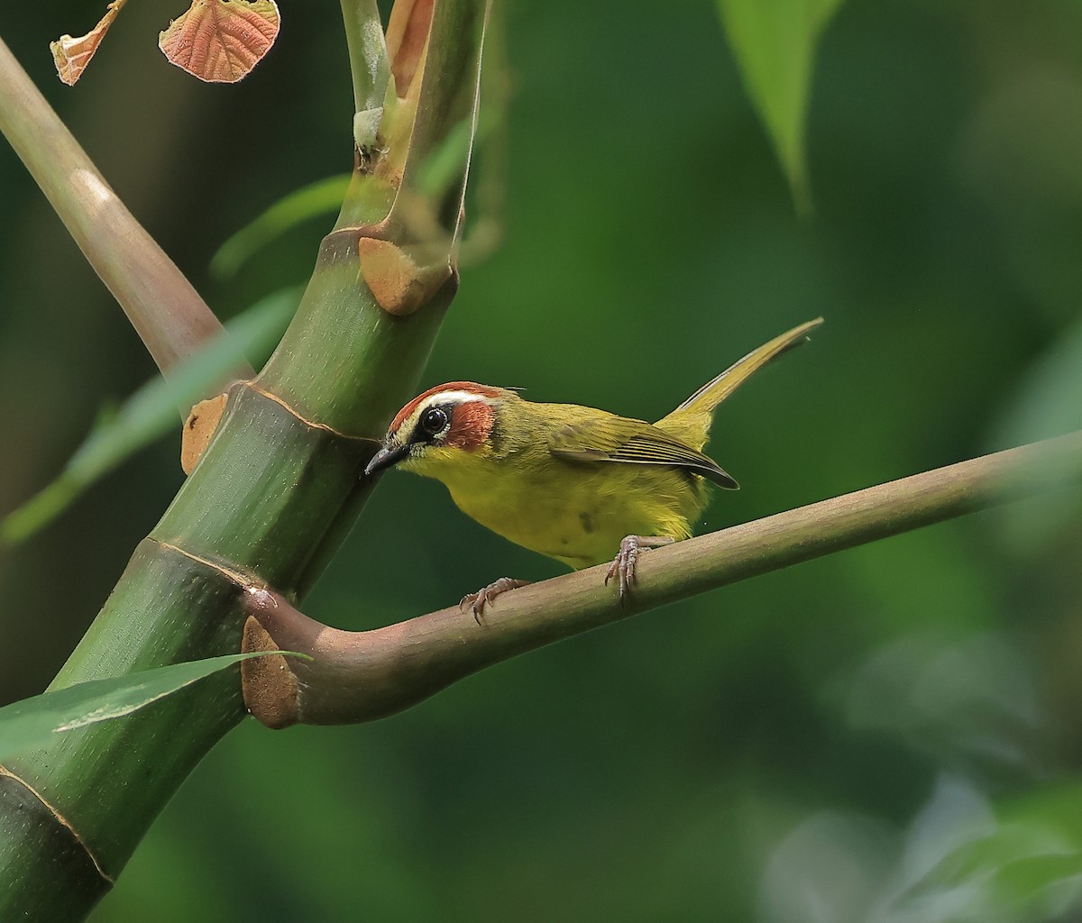 Chestnut-capped Warbler - ML642507713