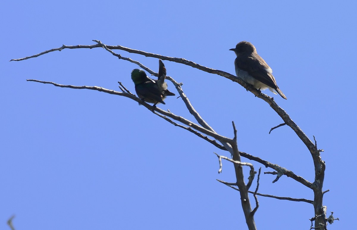 ヒメミツオシエ - ML642507714