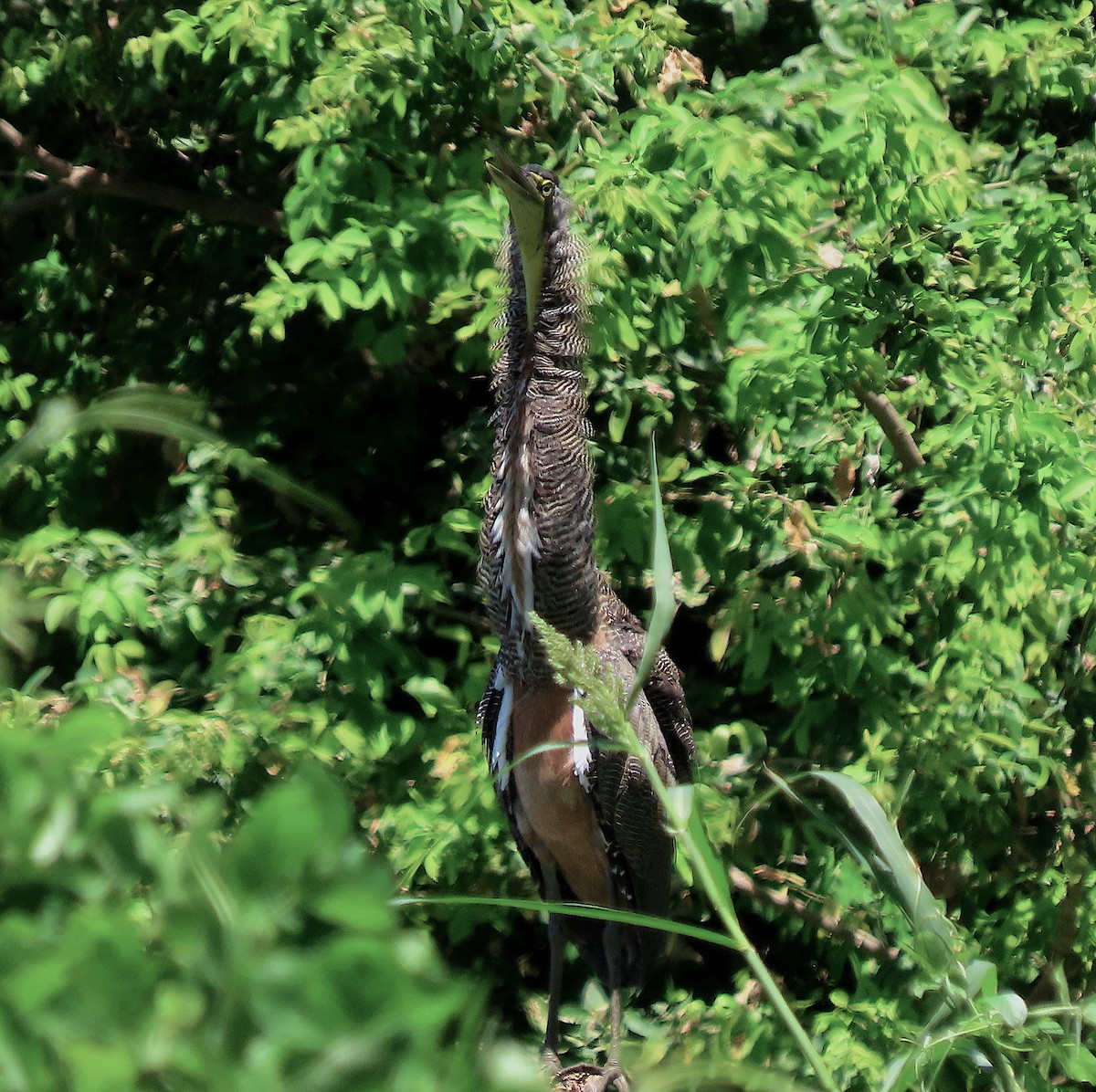 Bare-throated Tiger-Heron - ML642507721