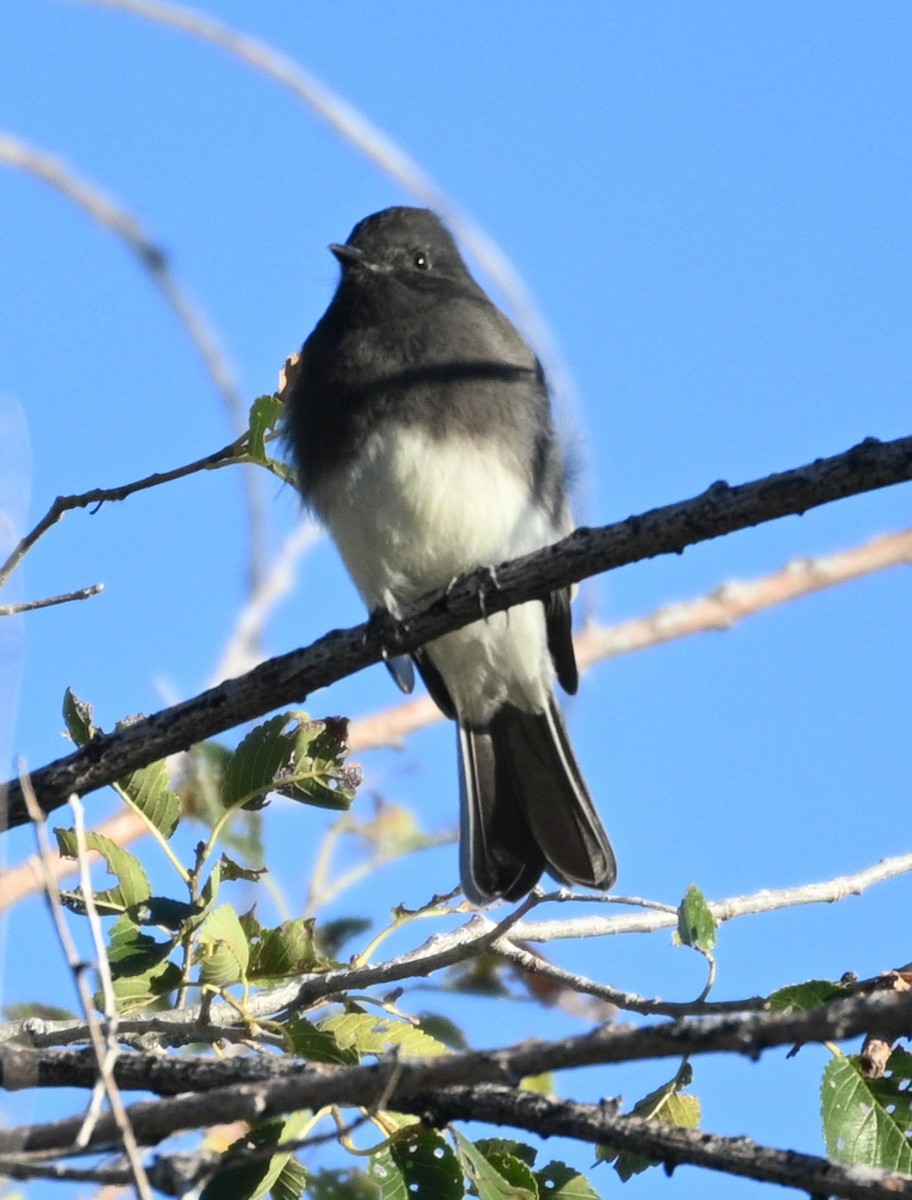 Black Phoebe - ML642507722