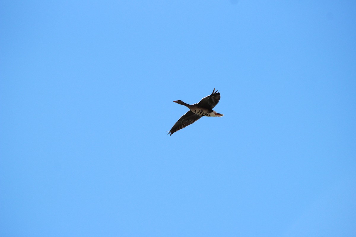 Greater White-fronted Goose - ML642507725