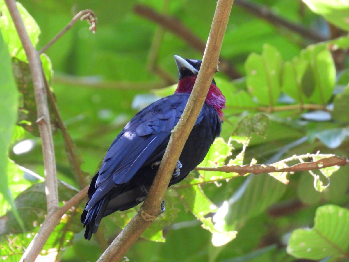 Purple-throated Fruitcrow - ML642507761