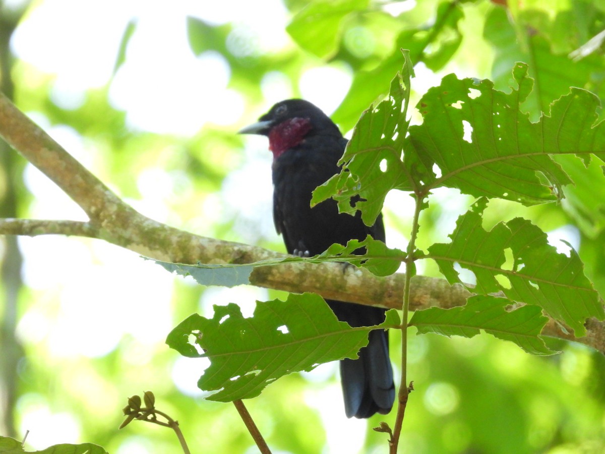 Purple-throated Fruitcrow - ML642507762