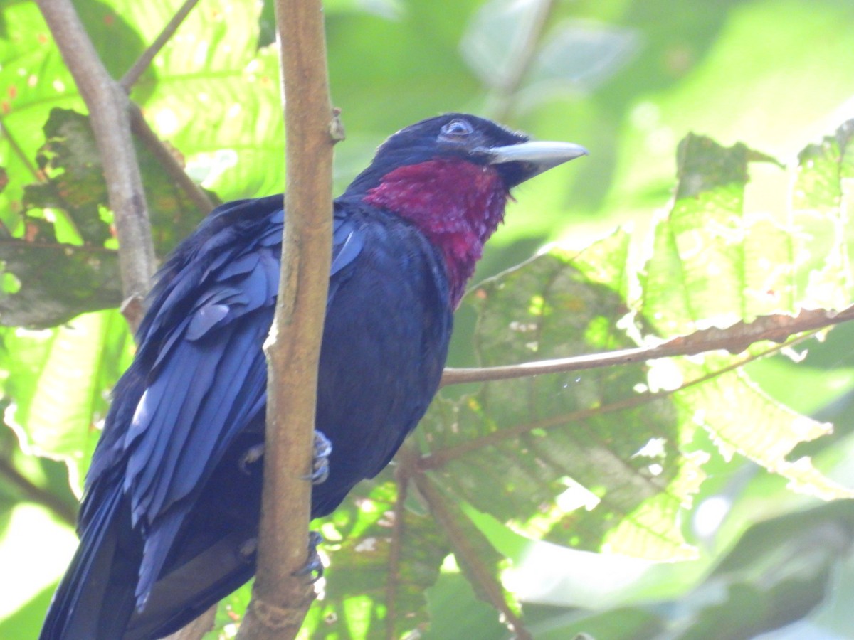 Purple-throated Fruitcrow - ML642507763
