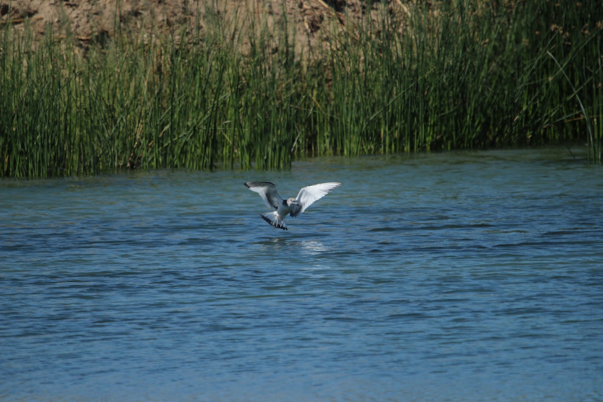 Sabine's Gull - ML642507767
