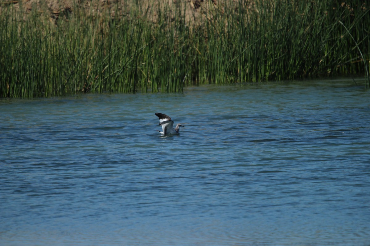 Sabine's Gull - ML642507768