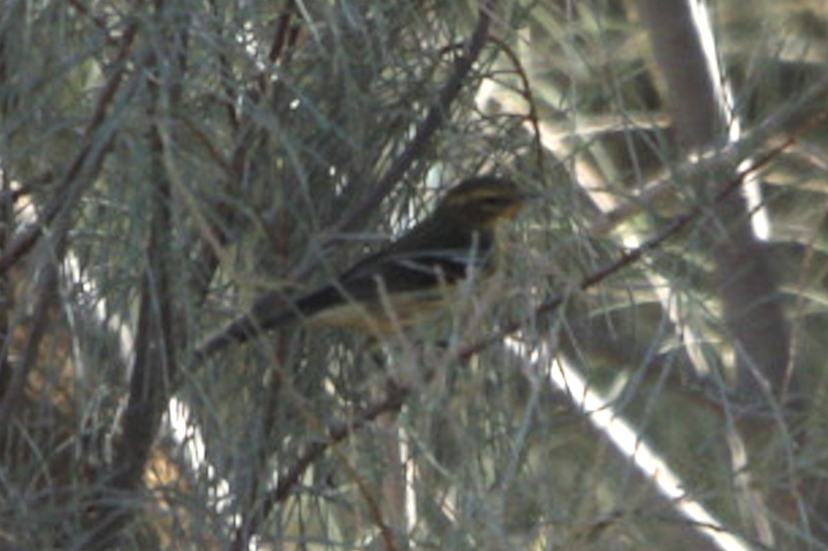 Blackburnian Warbler - ML642507788