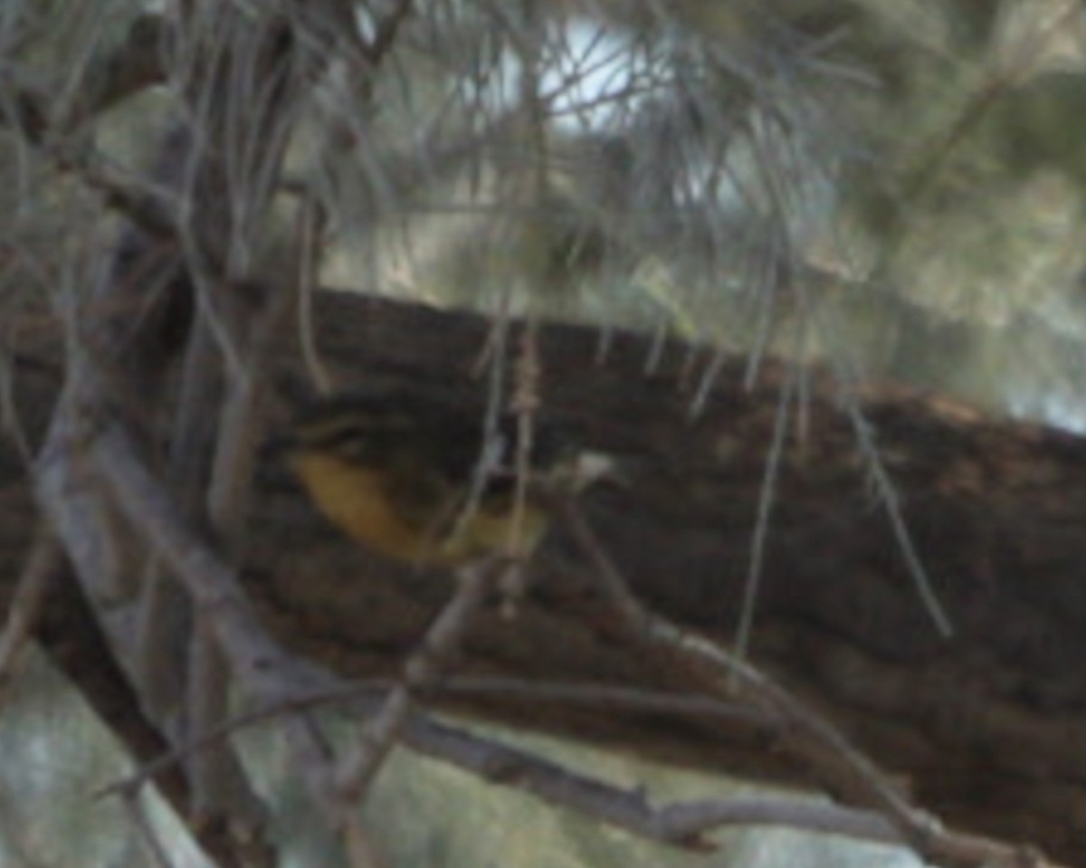 Blackburnian Warbler - ML642507789