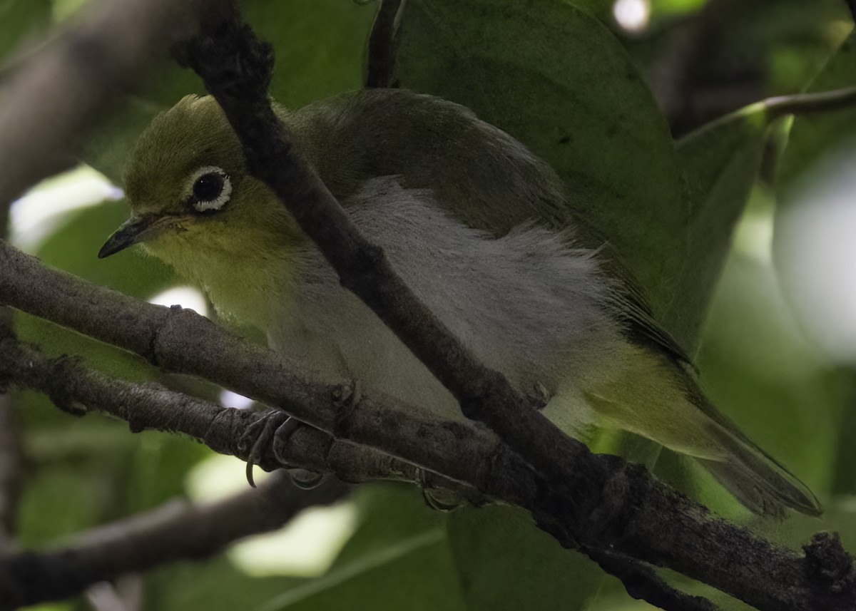 Swinhoe's White-eye - ML642507798