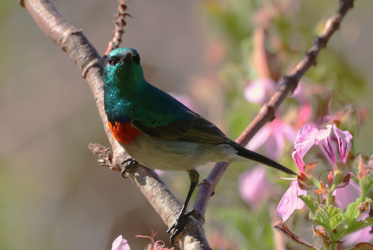 Southern Double-collared Sunbird - ML642507809