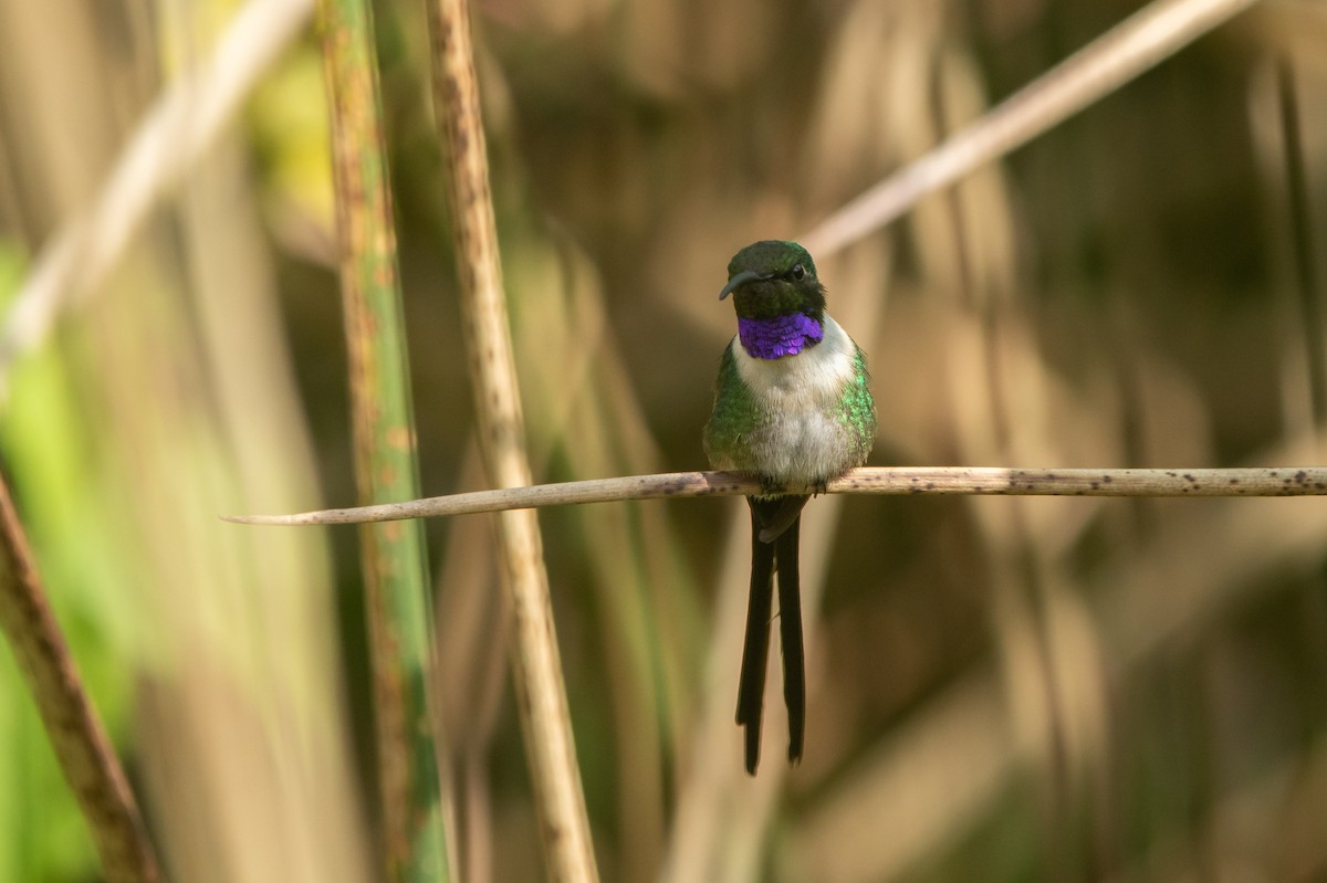 Slender Sheartail - ML642507810