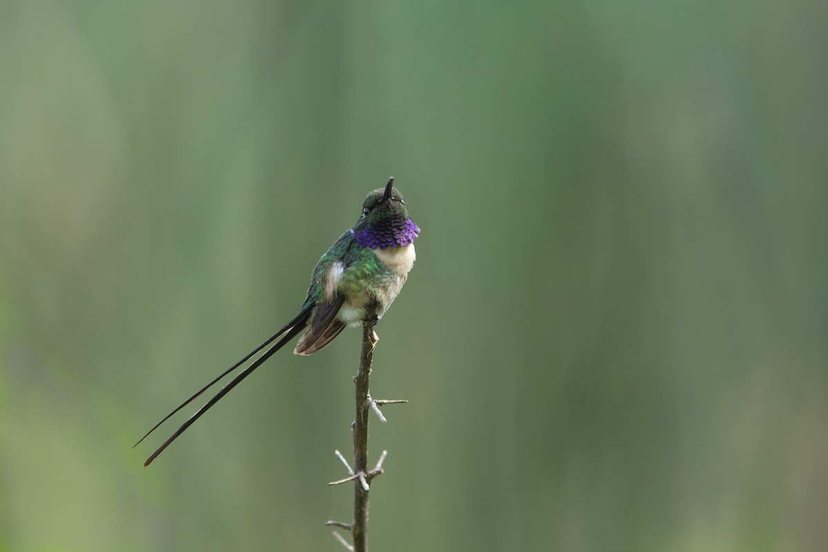 Slender Sheartail - ML642507824