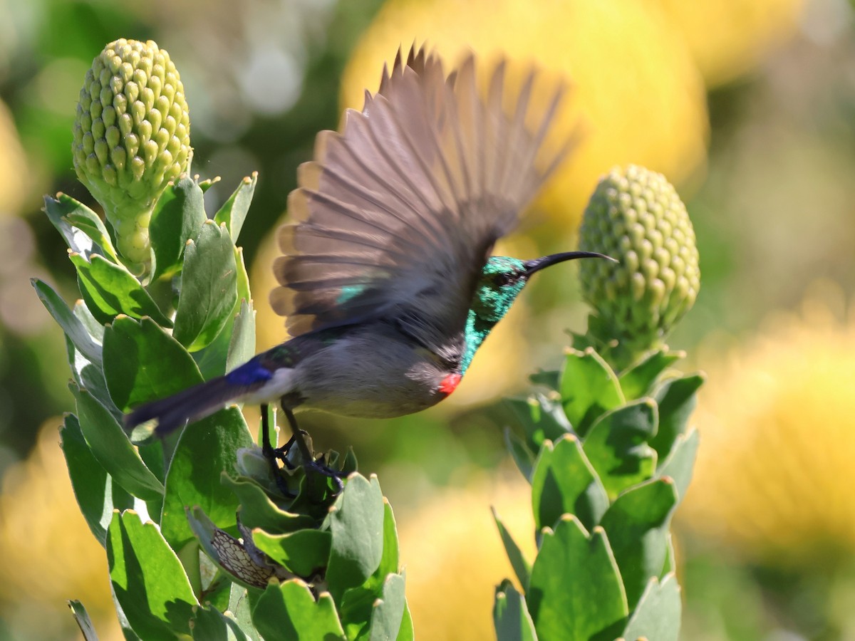 Southern Double-collared Sunbird - ML642507830