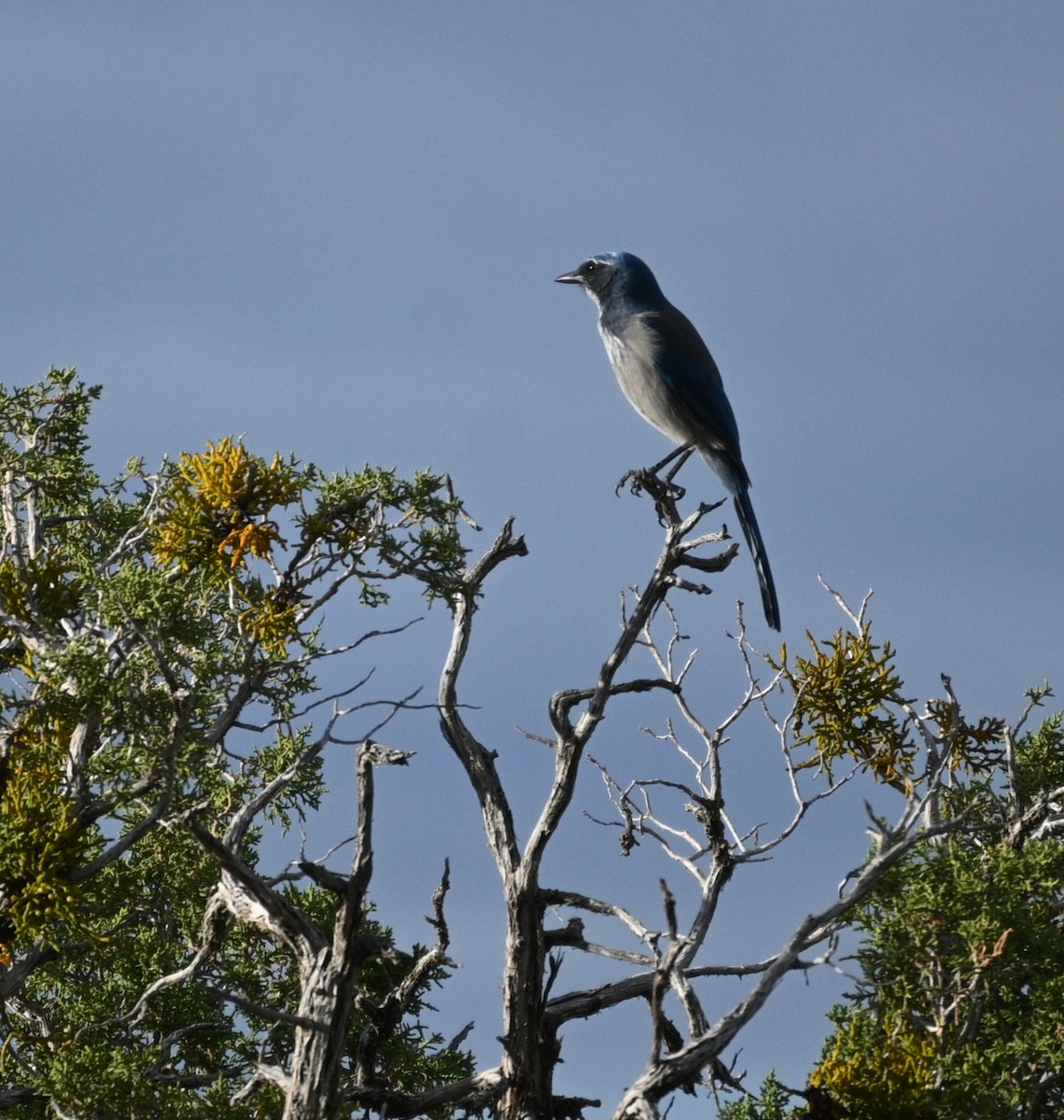 Woodhouse's Scrub-Jay - ML642507833