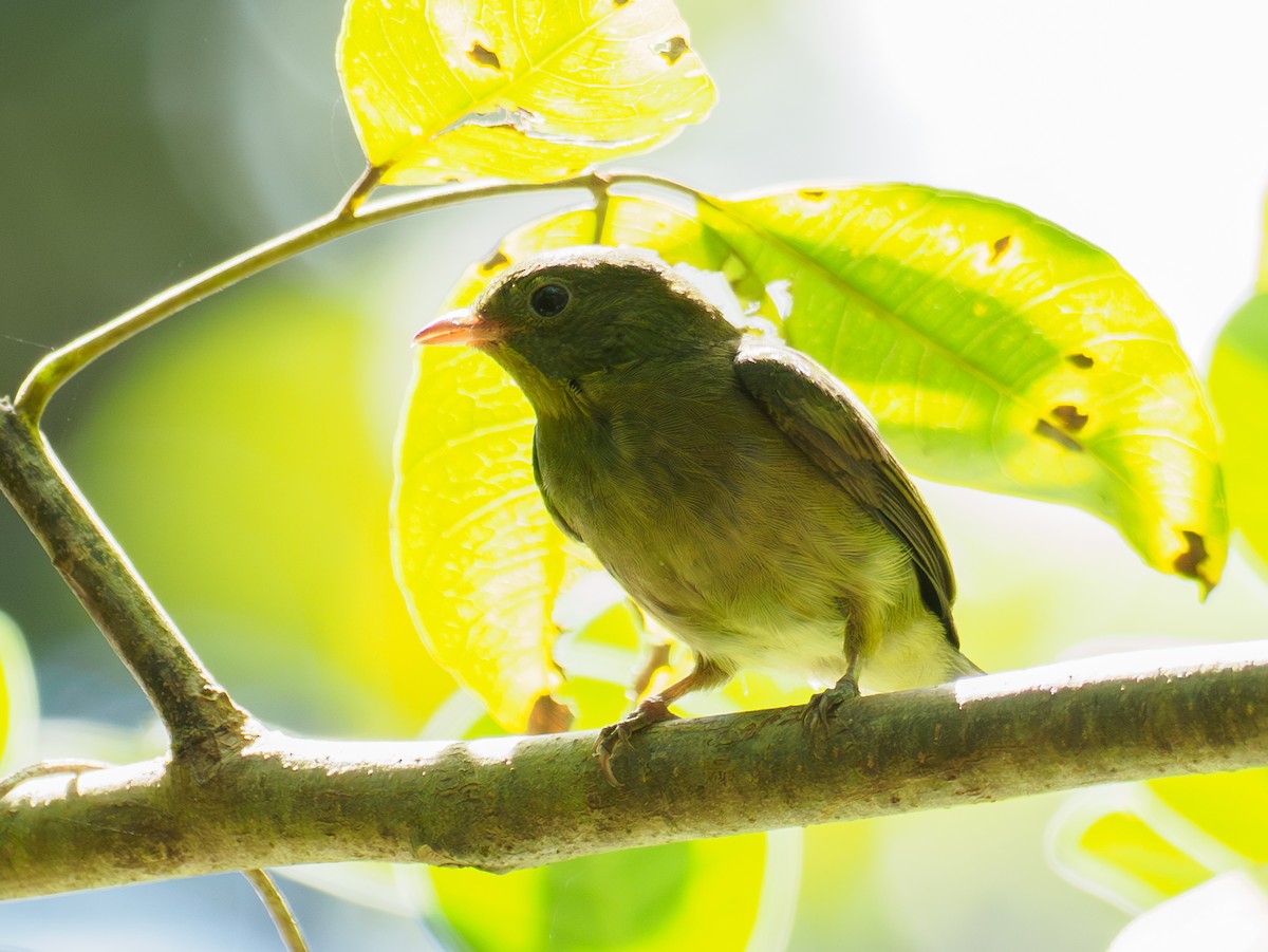 Red-capped Manakin - ML642507844