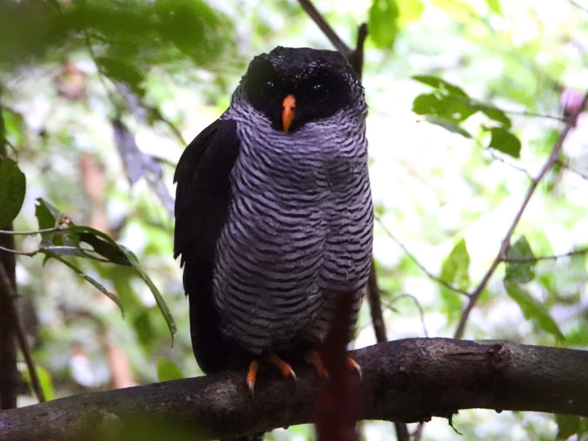 Black-and-white Owl - ML642507846