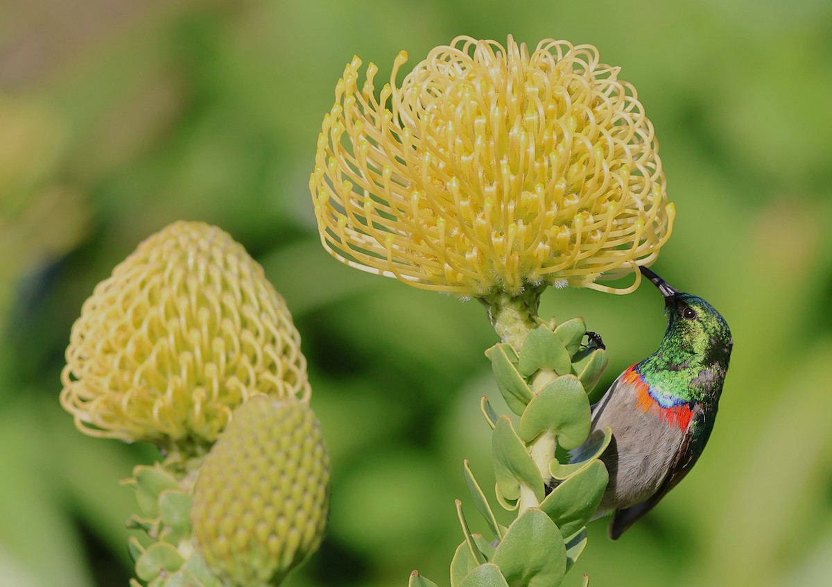 Southern Double-collared Sunbird - ML642507847