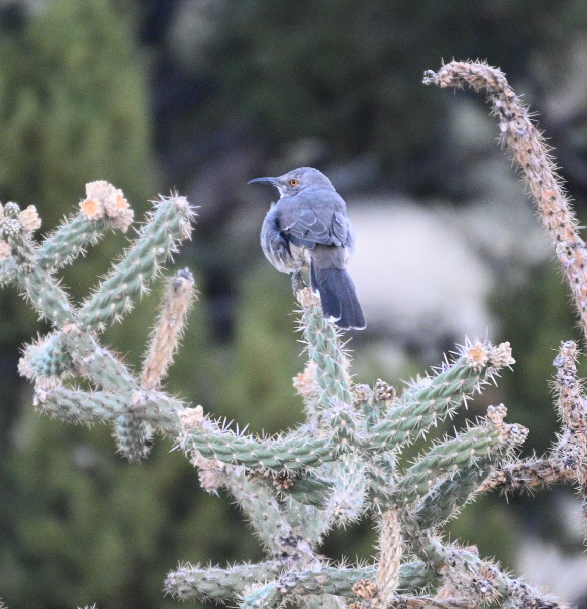 Curve-billed Thrasher - ML642507851