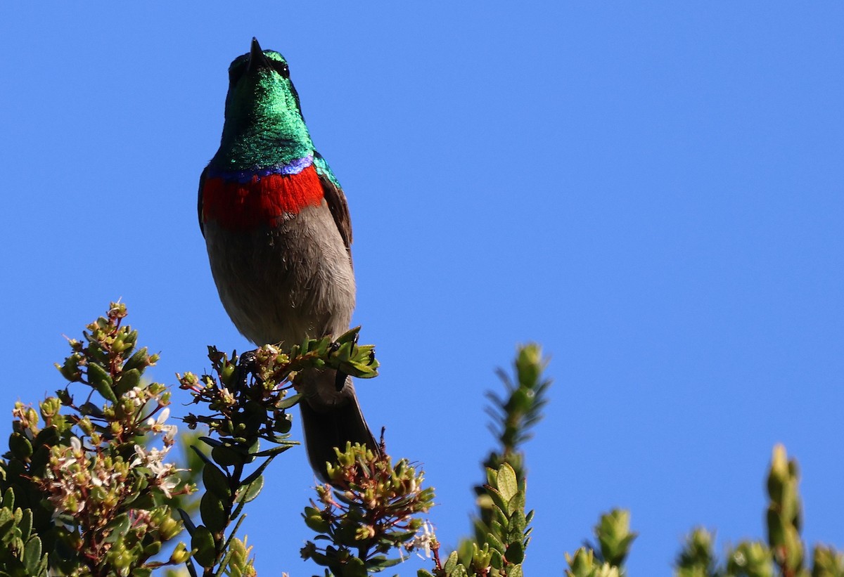 Southern Double-collared Sunbird - ML642507853