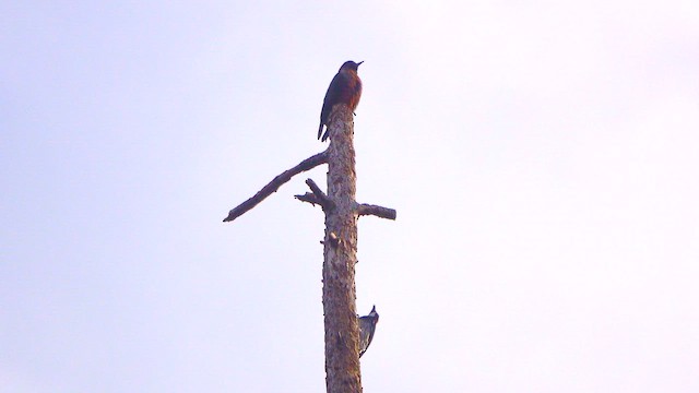 Acorn Woodpecker - ML642507855