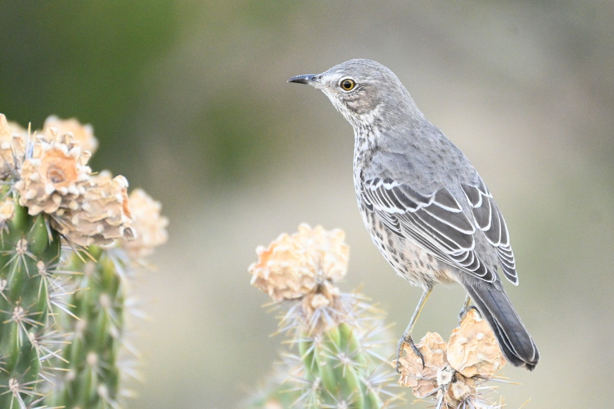 Sage Thrasher - ML642507878