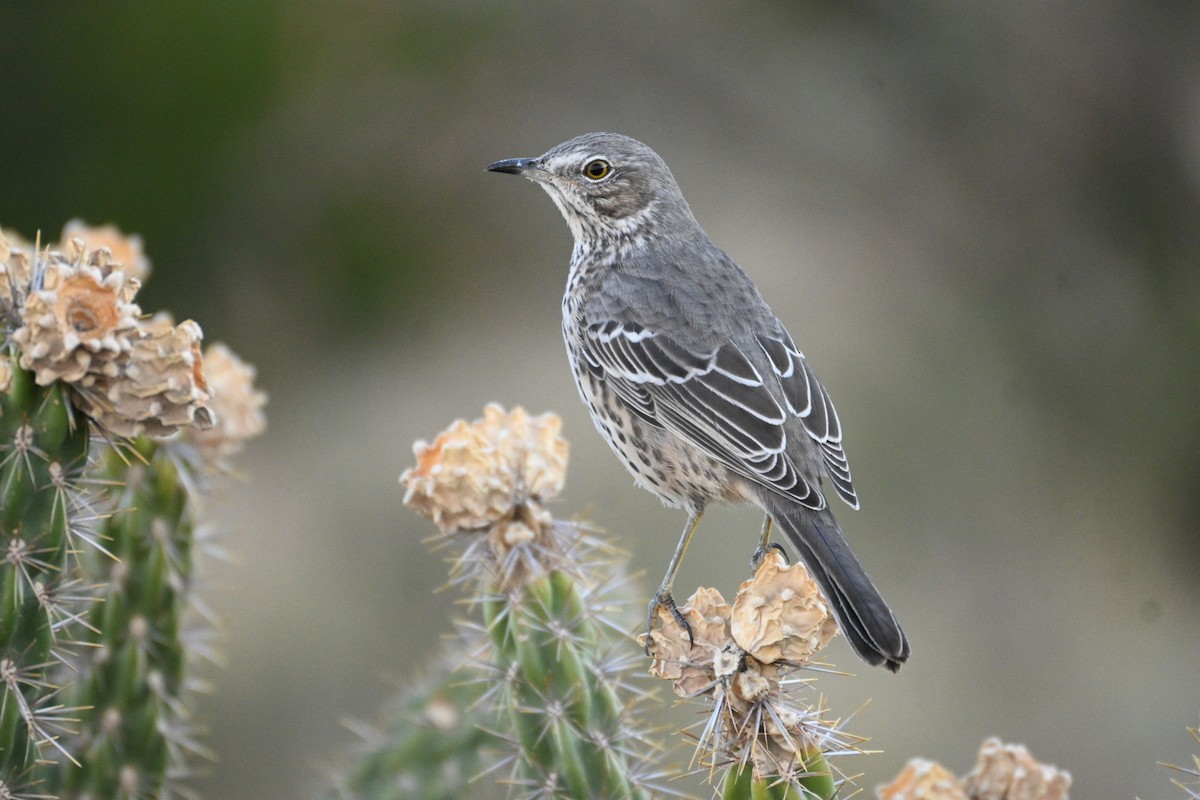 Sage Thrasher - ML642507879