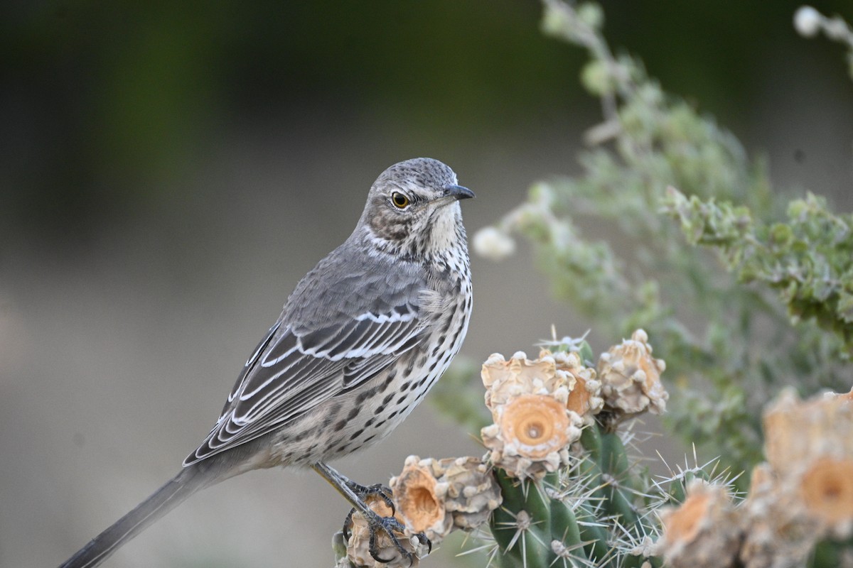 Sage Thrasher - ML642507881