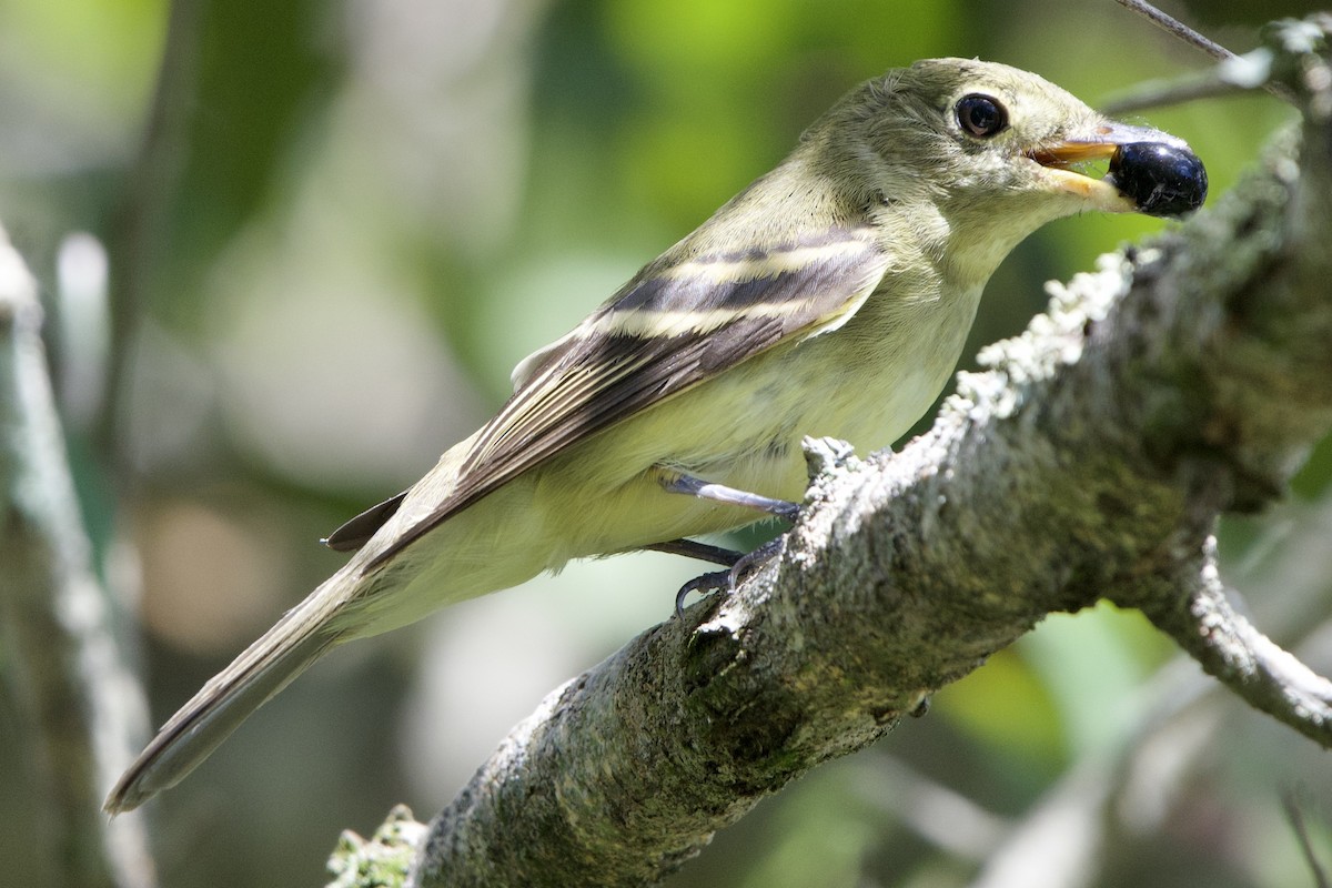 Acadian Flycatcher - ML642507888