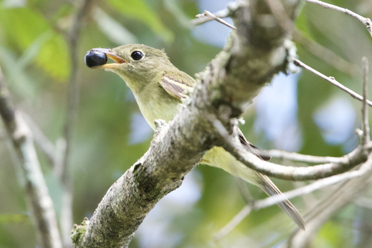 Acadian Flycatcher - ML642507889