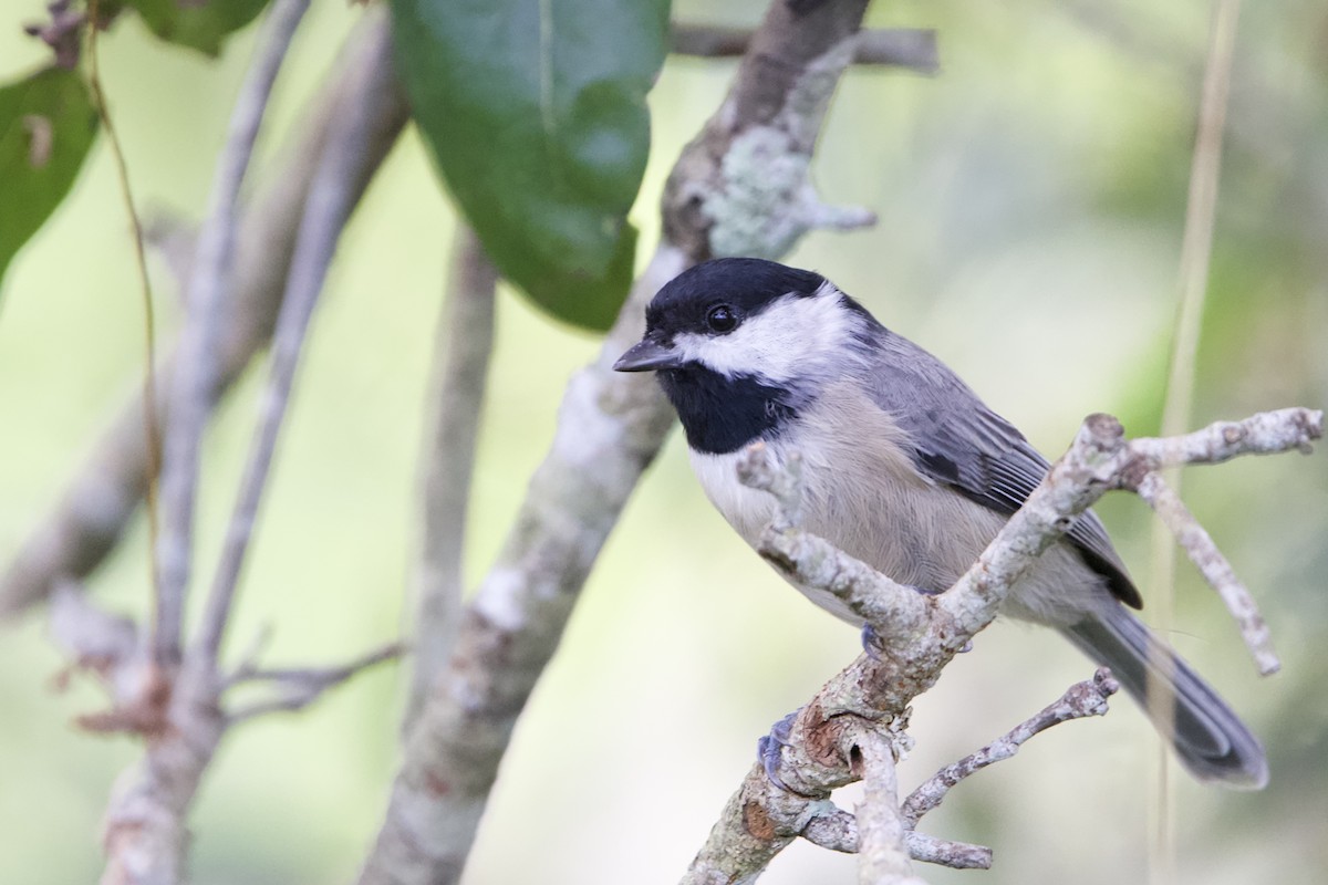 Carolina Chickadee - ML642507900