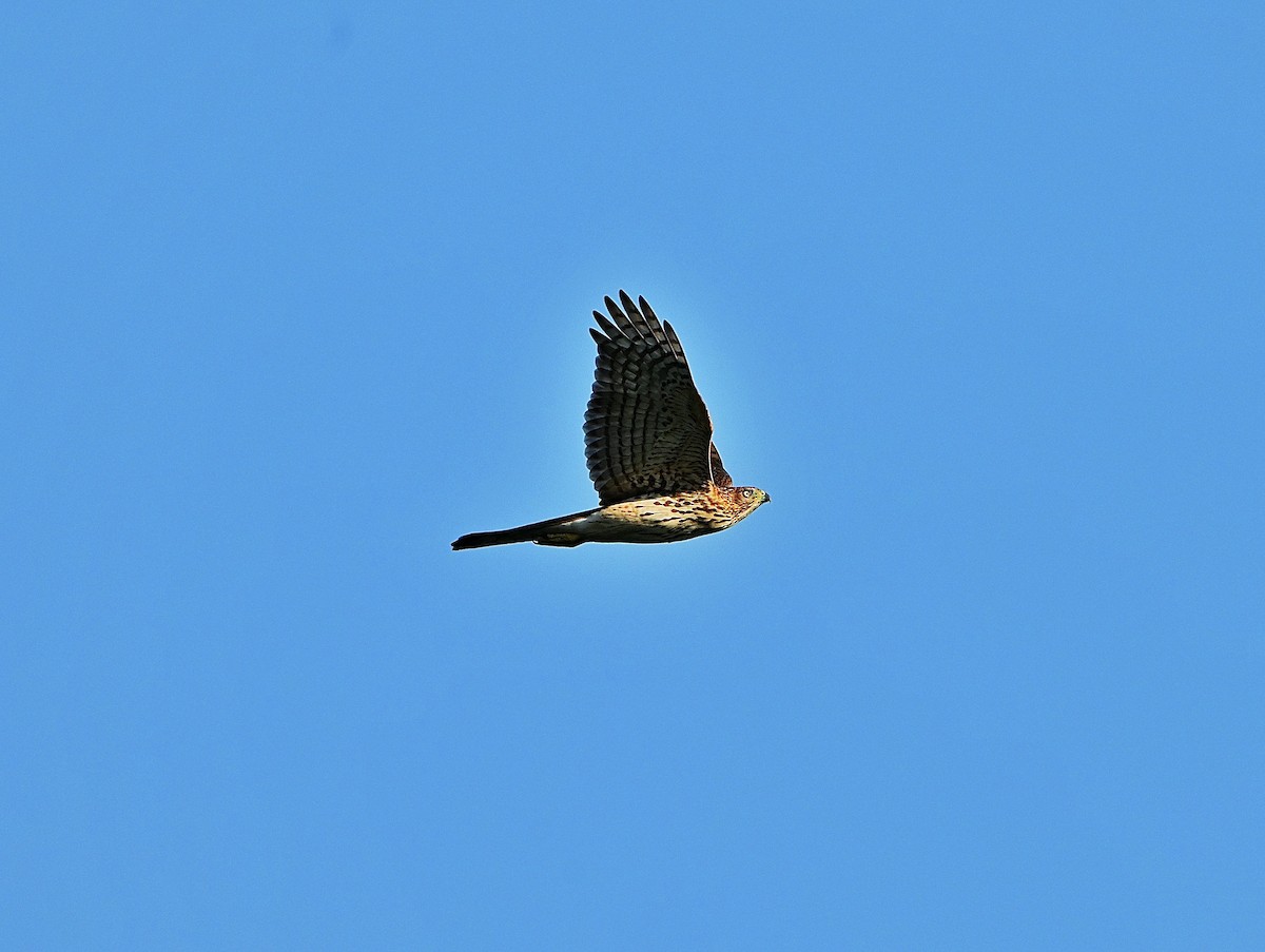 Cooper's Hawk - ML642507901
