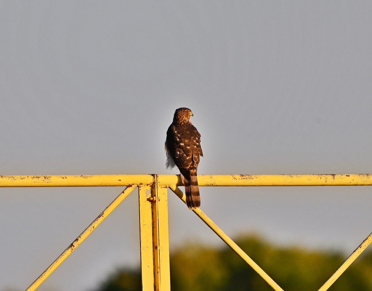 Cooper's Hawk - ML642507903