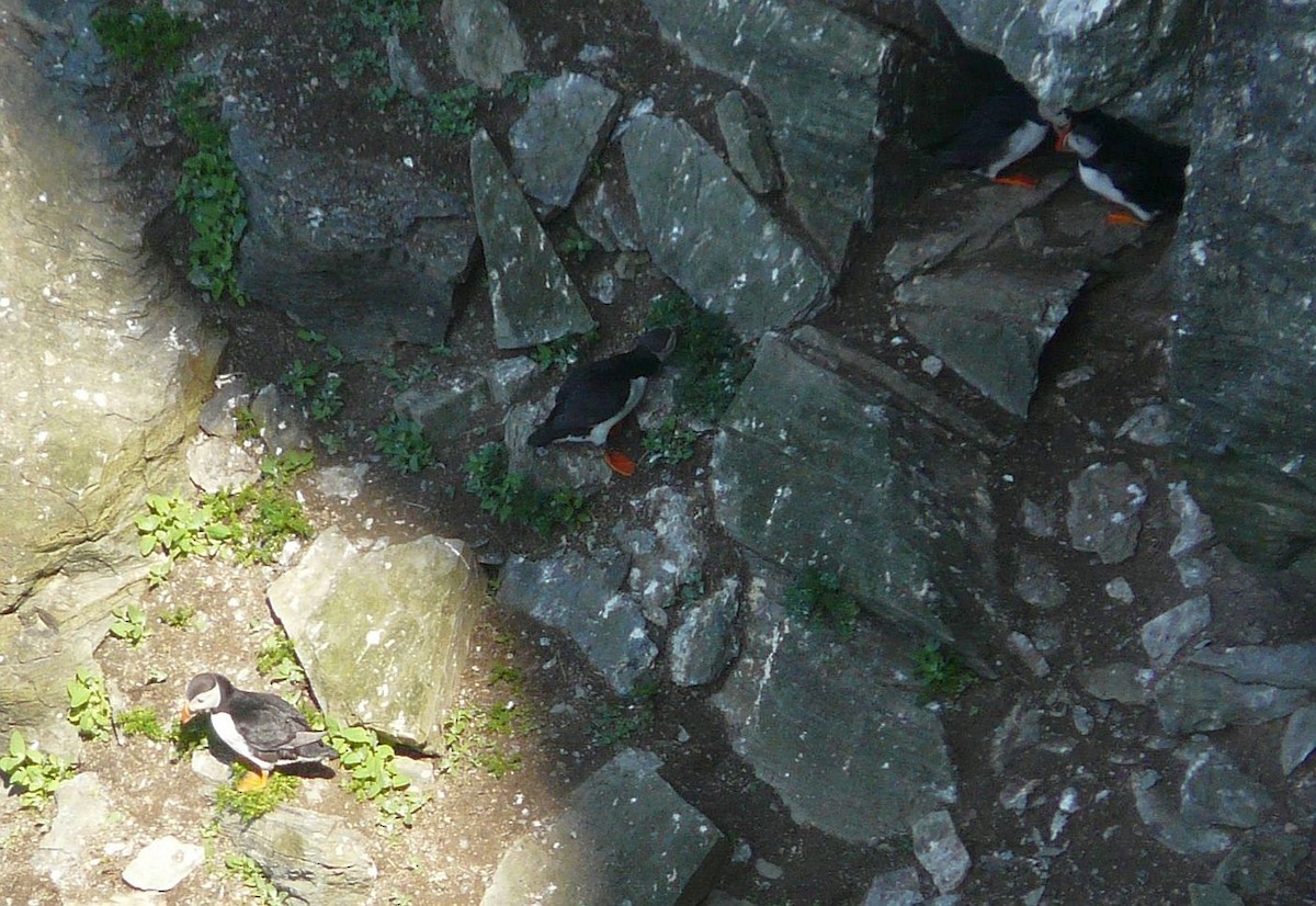 Atlantic Puffin - ML642507906