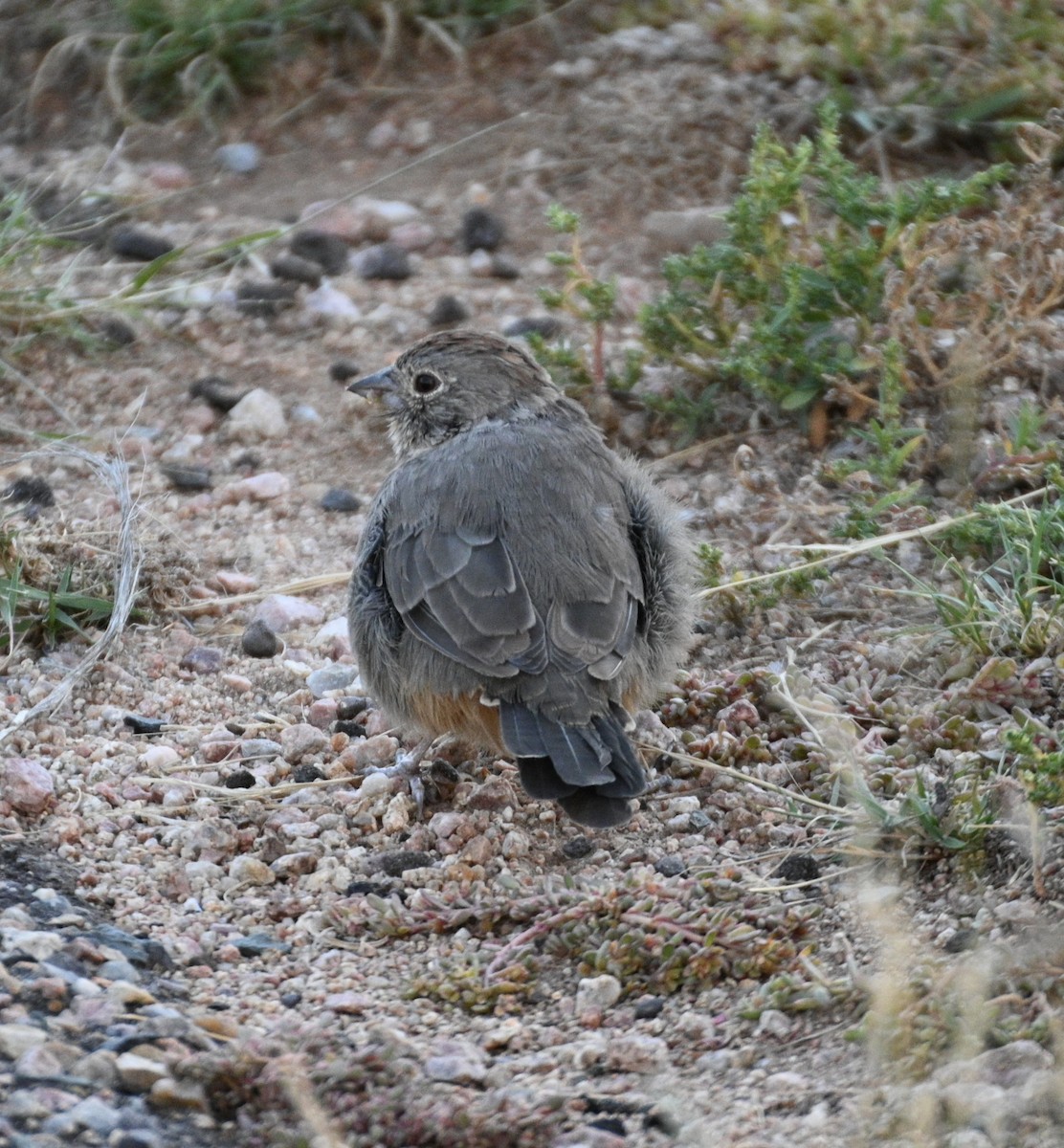 Canyon Towhee - ML642507907
