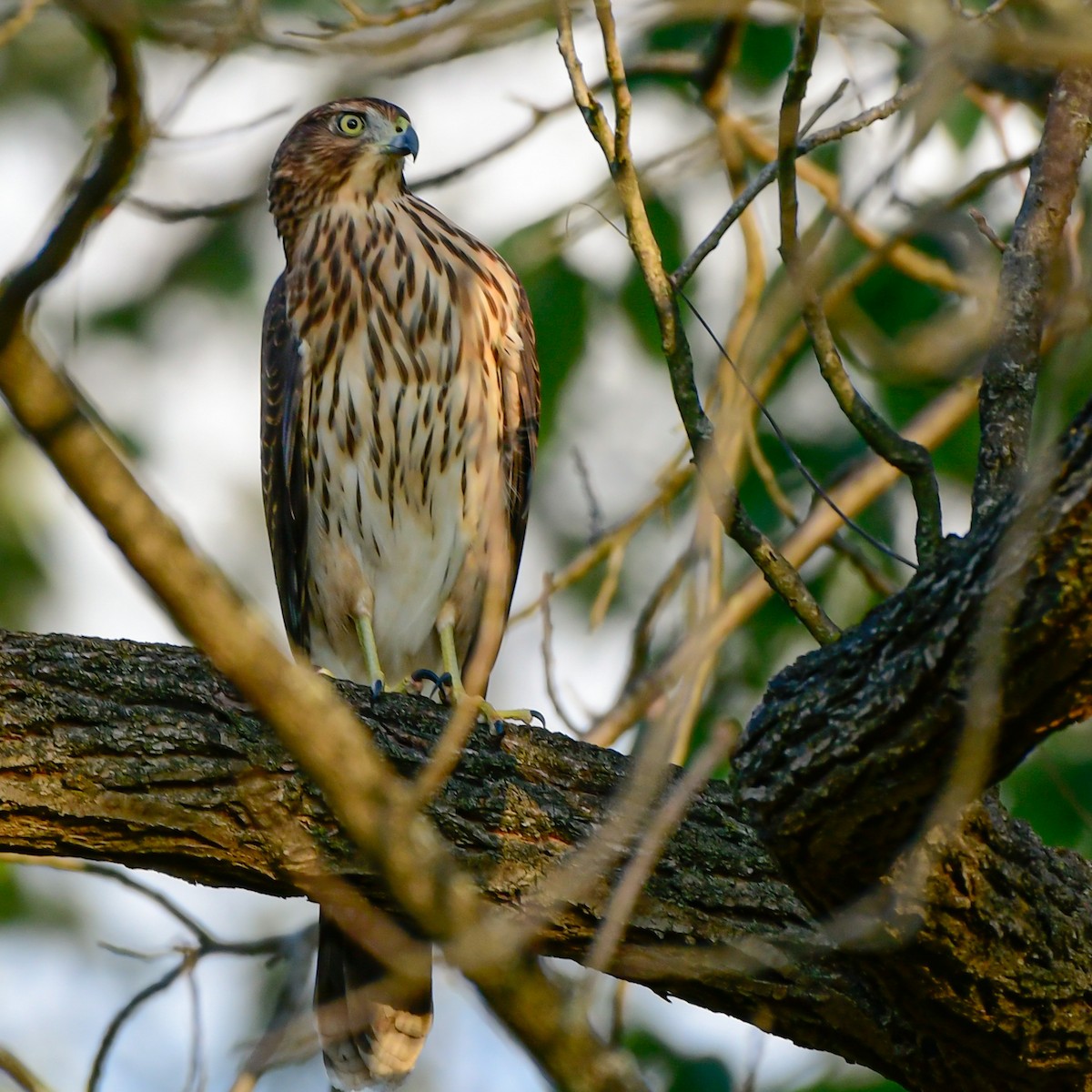 Cooper's Hawk - ML642507912