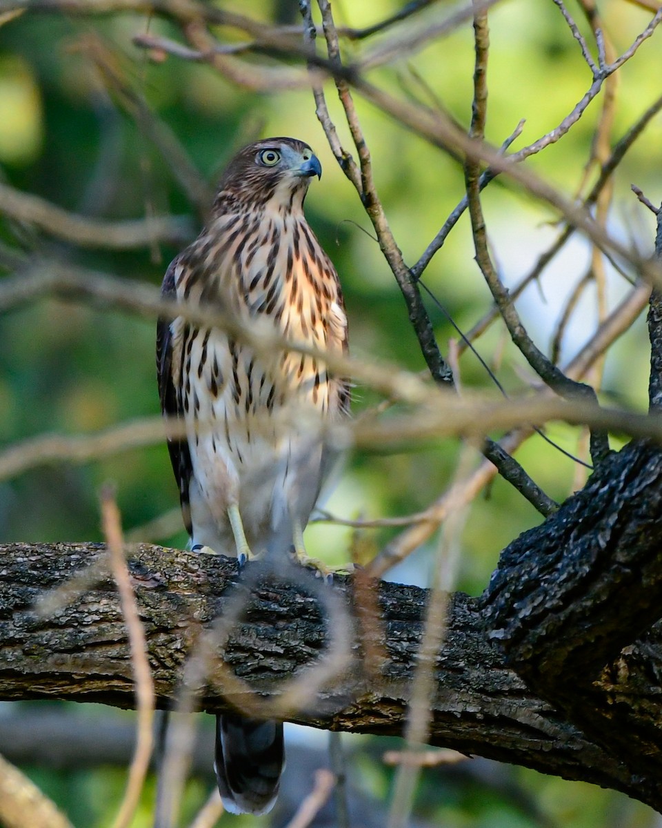 Cooper's Hawk - ML642507913