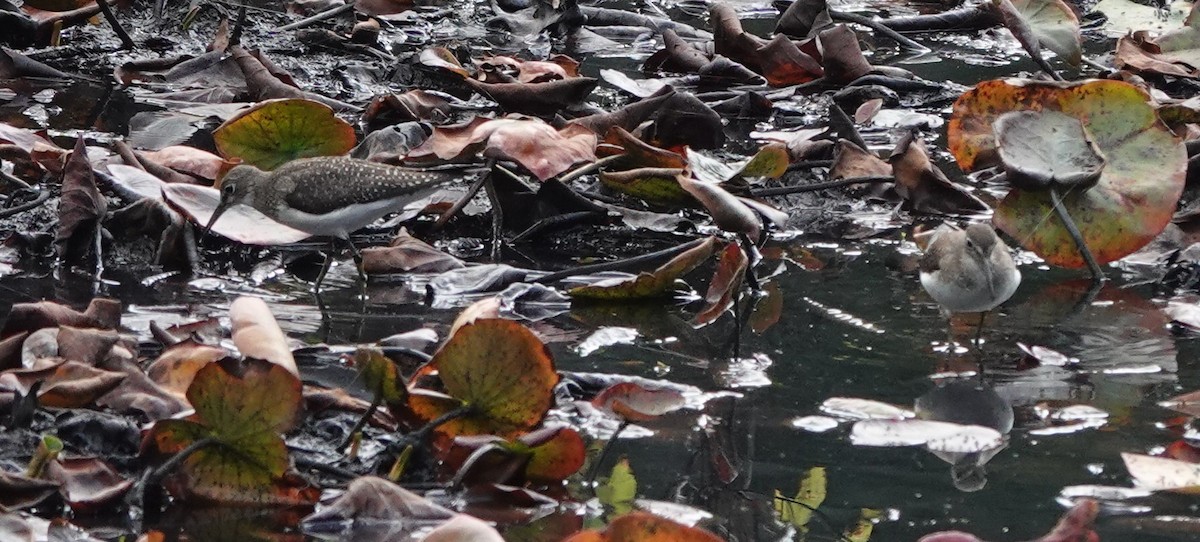 Solitary Sandpiper - ML642507914