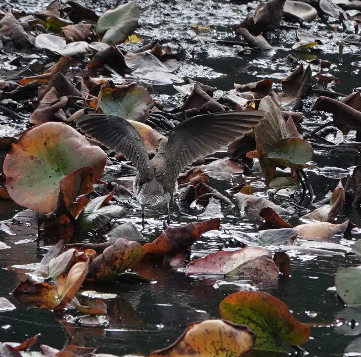 Solitary Sandpiper - ML642507915