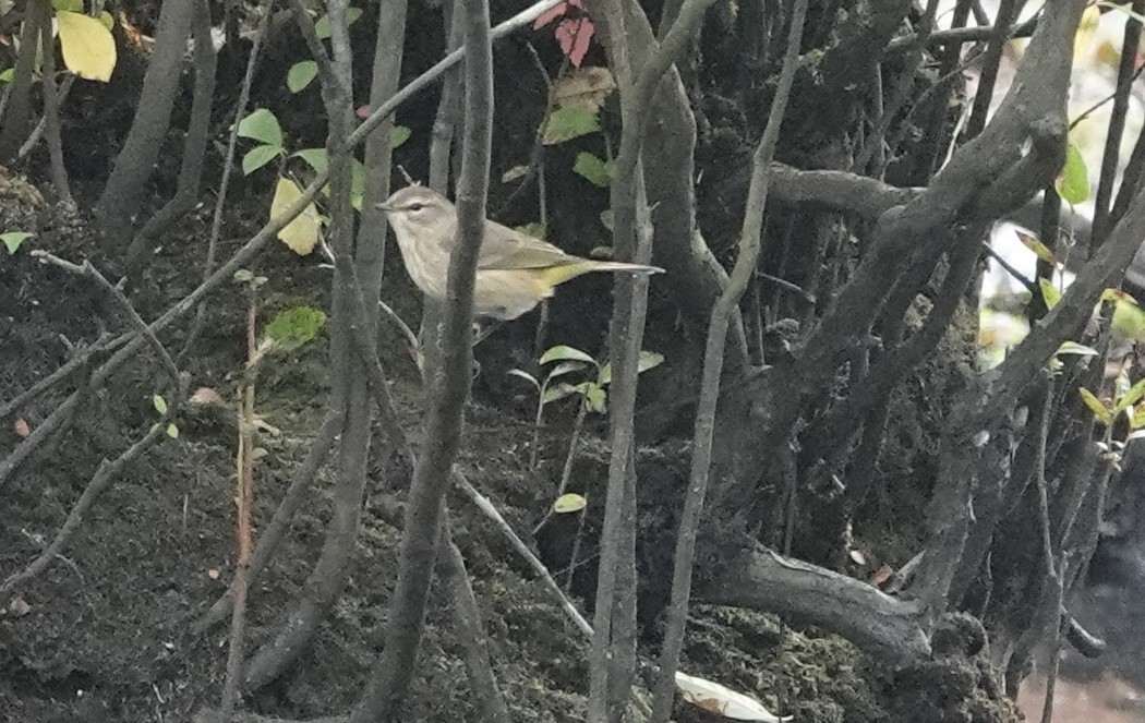 Palm Warbler - ML642507916